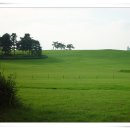 푸른잔디 이미지