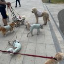 해운대도그워커 이미지