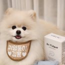 몽이랑 | 강아지 유산균 추천! 몽이에게 꾸준히 먹여본 닥터티드펫 유산균 후기