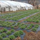 박하농장 이미지