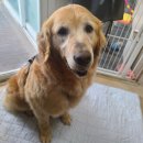 몽이냥이 이미지