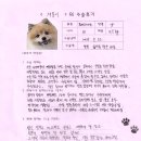 재롱이네 | [#1426] 재롱(양측 슬개골탈구 G3)의 수술후기