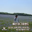충남 예산 아그로랜드 수레국화 만개 후기 6월 가볼만한 곳