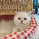 천안고양이 분양 퍼스트캣 본점 | 천안고양이분양 퍼스트캣 본점에서 평택랙돌분양 받기