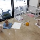 마주봄 애견미용실 이미지