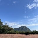 예래동 하예동무료주차장 | 제주도가을 마노르블랑 — 제주 핑크뮬리 카페의 절정🌾