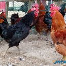 엘림축산 이미지