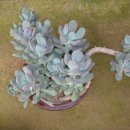 월미농장 이미지