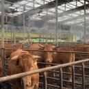 현명축산 이미지