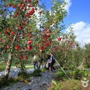 배내골사과정보화마을 이미지