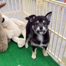 드림독 | 강아지분양 고민 중 다녀온 드림독 인천 방문 후기 정리