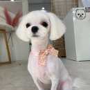 이쁘개 귀엽개 이미지