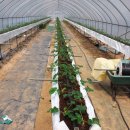 율면농장 이미지