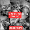 로로동물의료센터 이미지