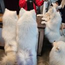 집 머무는 | 홍대 애견카페 겨울이 머무는 집 솔직 후기