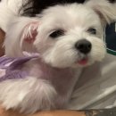 뷰티몽냥 이미지