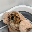 올펫살롱 이미지