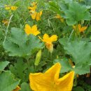 호박꽃식품 이미지