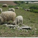 백산목장 이미지