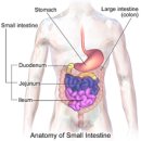 Human digestive system 이미지