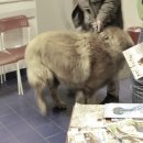 프라하동물병원 이미지