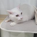 호텔이냥 이미지