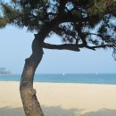 진하해수욕장 이미지