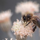 꿀벌박사 이미지