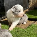 폼스하우스 이미지