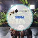 대정읍-5 | 제주 대형견 동반 카페 크래커스｜대정읍 오래된 귤창고에서 즐기는 애견동반 커피