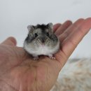 오팔농장2농장 이미지