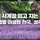 사계절야생화 이미지