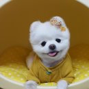 오일리브 이미지