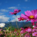 초등학교(병설유치원포함) 이미지