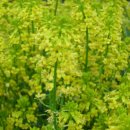 들꽃목장 이미지