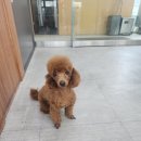 애견미용 이미지