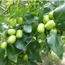 라온농장 이미지