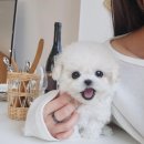 신도시켄넬 이미지