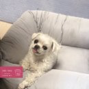 개-1번지 이미지