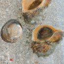 돌게민박 이미지