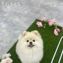 올림포스도그