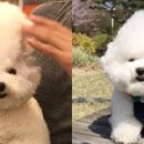 원조