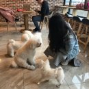 윤후동물병원