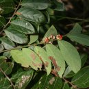 만두나무 이미지