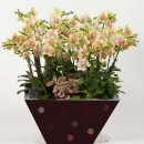 장안화원 이미지