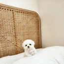 파주켄넬 이미지