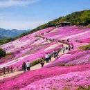 축구장 24개 크기 산비탈이 온통 분홍 빛, 국내 최대 꽃 잔디 명소~! 이미지
