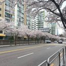 2025년 강서봄빛페스타 이미지