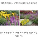 멕시칸 세이지 5호 초화분 행거용 관리 26.8.15.토. 이미지
