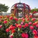 장미꽃길 2 이미지